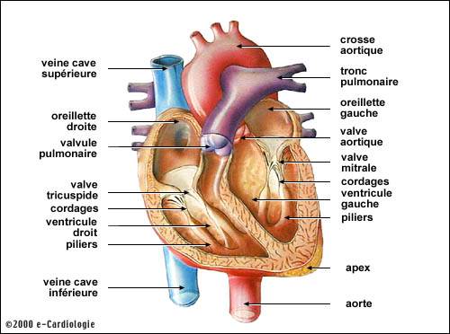 coeur